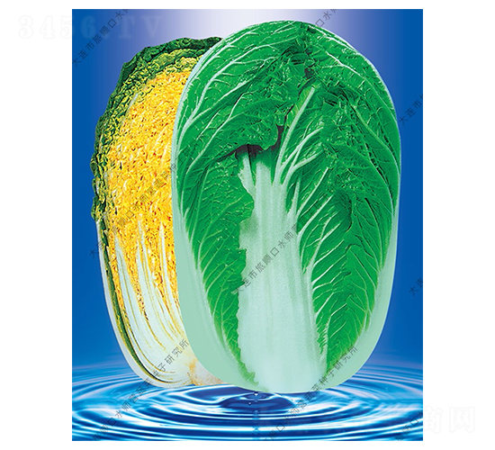 水師營春秋58-白菜種子-水師營