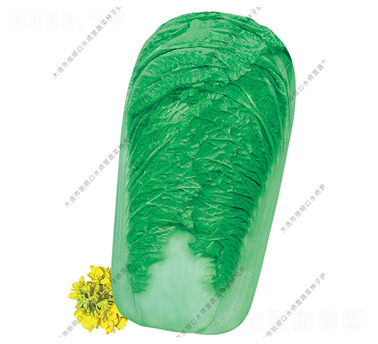 水師營(yíng)91-19-白菜種子-水師營(yíng)