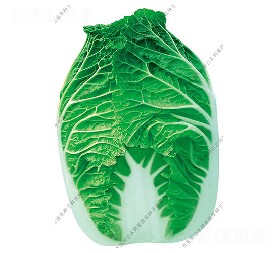 水師營8號-白菜種子-水師營