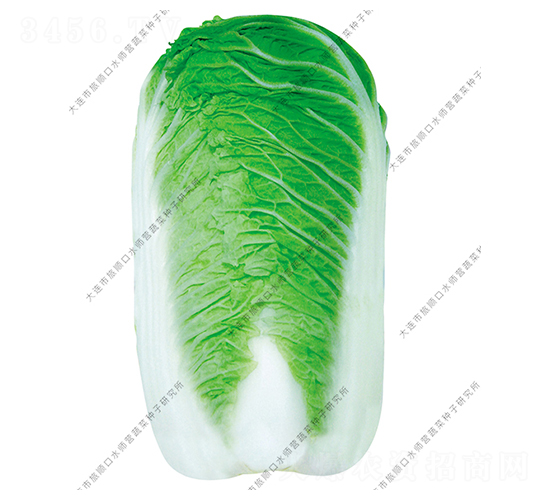 水師營(yíng)10號(hào)-白菜種子-水師營(yíng)