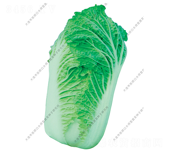 水師營2號-白菜種子-水師營