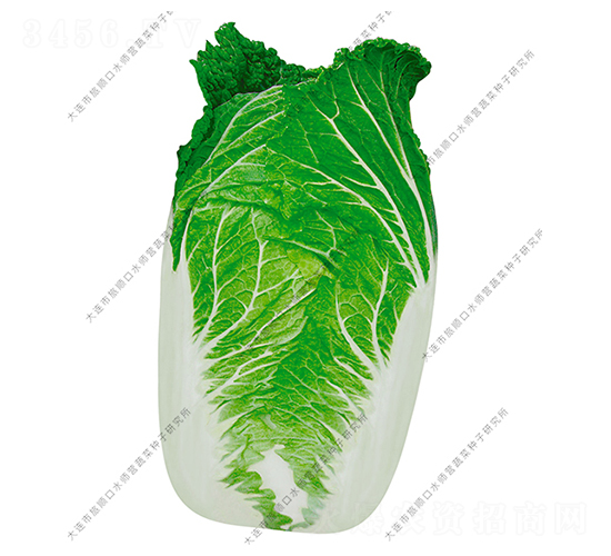 水師營(yíng)20號(hào)-白菜種子-水師營(yíng)