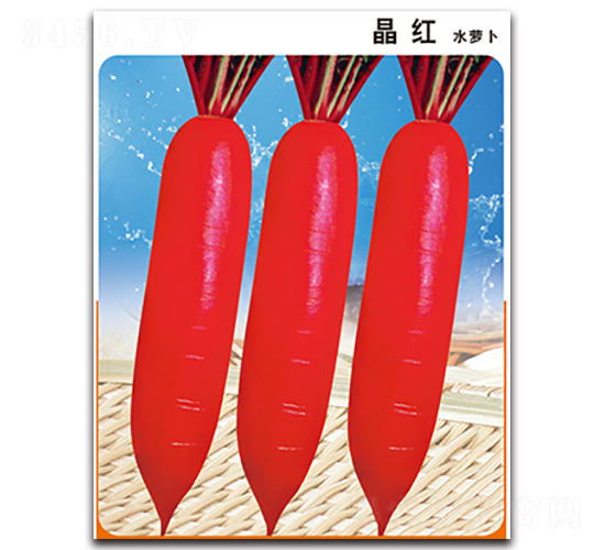 晶紅-蘿卜種子-晉黎來(lái)