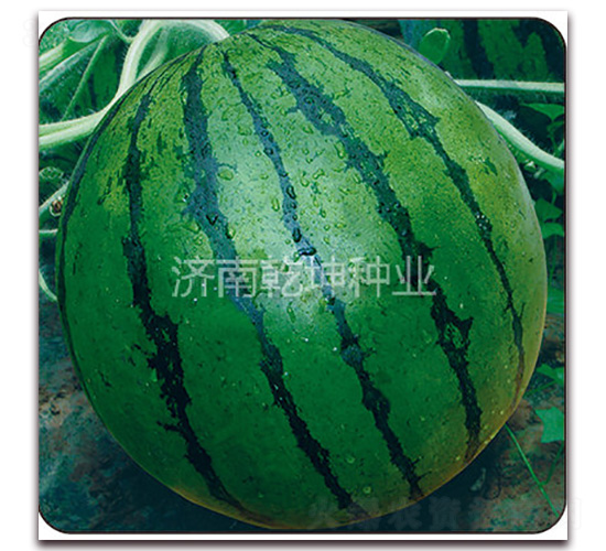 һƷ����-���ϷN��-Ǭ���N�I(y��)