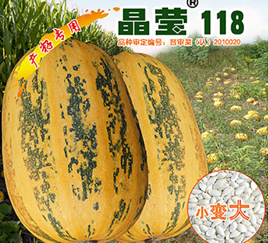 晶瑩118-西葫蘆種子-晉黎來