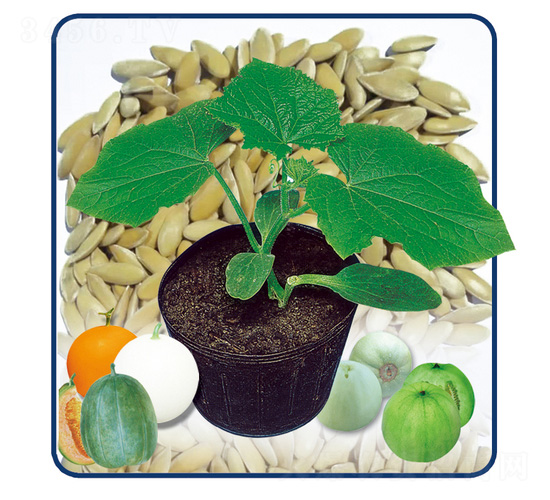 安抗甜砧一號-甜瓜砧木-安泰達(dá)