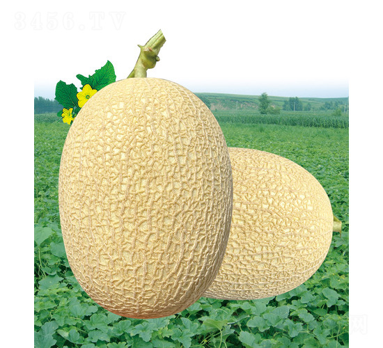 ��̩�����-��ϷN��-��̩�_(d��)