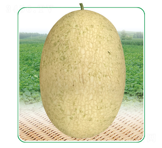 安泰蜜4號-甜瓜種子-安泰達