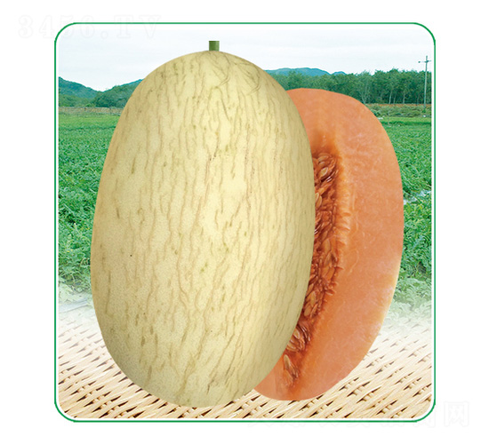 安泰蜜3號-甜瓜種子-安泰達