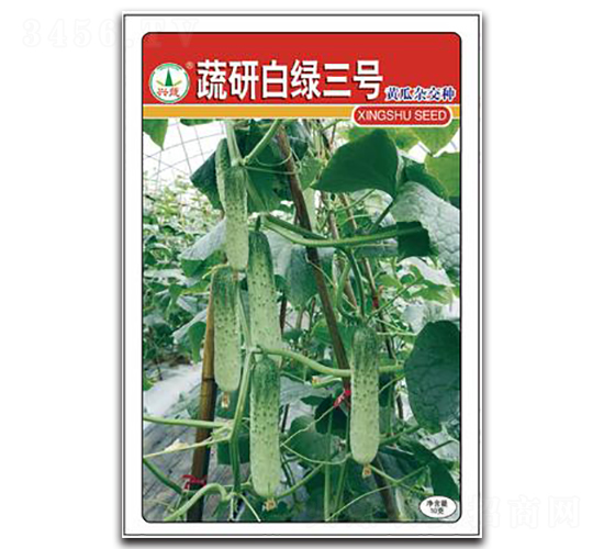 蔬研白綠3號(hào)-黃瓜種子-興蔬種業(yè)