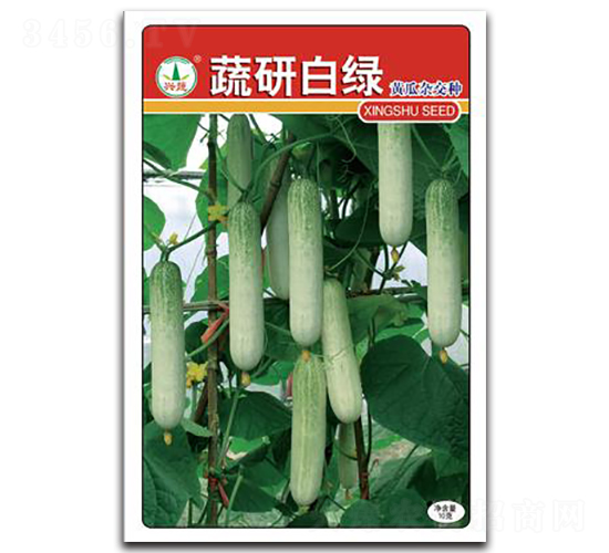 蔬研白綠-黃瓜種子-興蔬種業(yè)