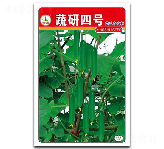 蔬研4號(hào)-黃瓜種子-興蔬種業(yè)