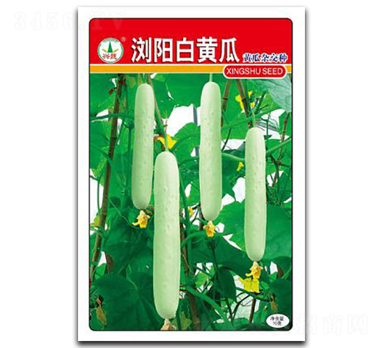 瀏陽白黃瓜-黃瓜種子-興蔬種業(yè)