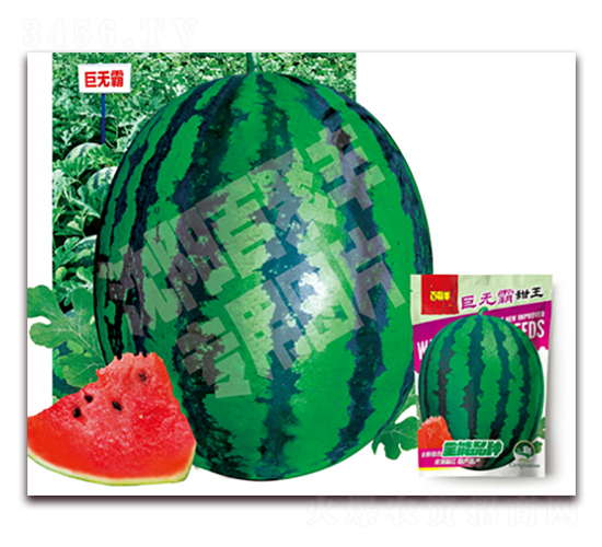 �ޟo(w��)������-���ϷN��-�پ��S