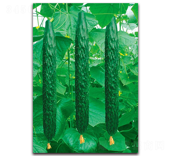 津冠F1-黃瓜種子-華農(nóng)種業(yè)