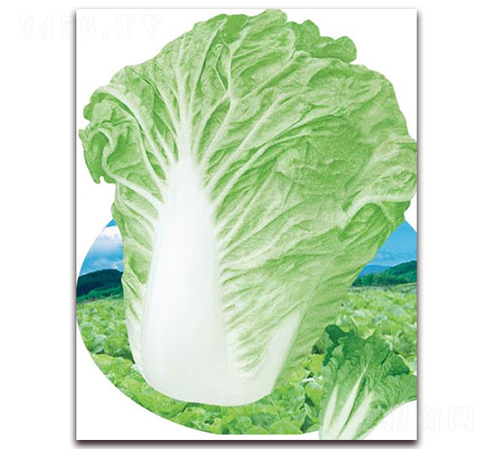 改良早熟五號(hào)-白菜種子-華農(nóng)種業(yè)
