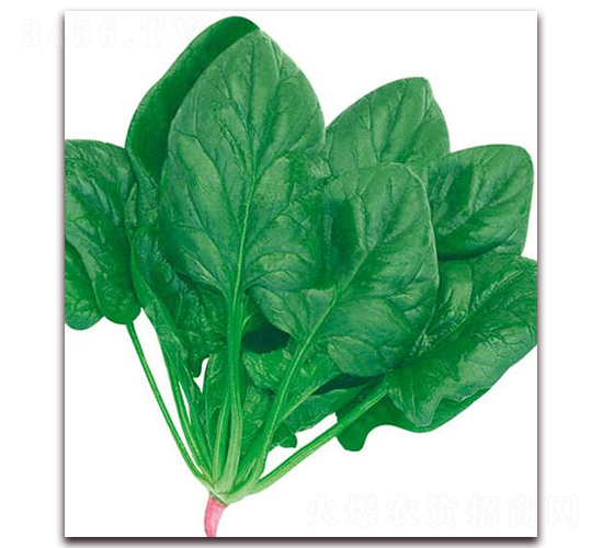 荷蘭兔耳菠菜-菠菜種子-華農(nóng)種業(yè)