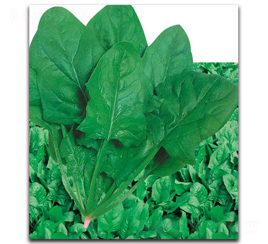 法國速生虎耳菠菜-菠菜種子-華農(nóng)種業(yè)