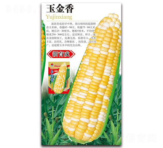 玉金香-甜玉米種子-華農(nóng)種業(yè)