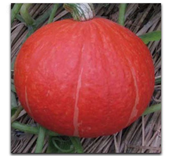 �t��Ԫ-�ϹϷN��-�մ��r�I(y��)