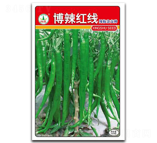 博辣紅線-辣椒種子-興蔬種業(yè)