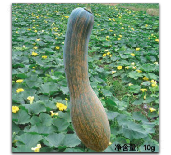 �����Lβ-�ϹϷN��-�մ��r(n��ng)�I(y��)