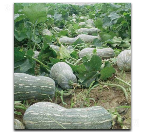 惠美二號(hào)-南瓜種子-徽大農(nóng)業(yè)