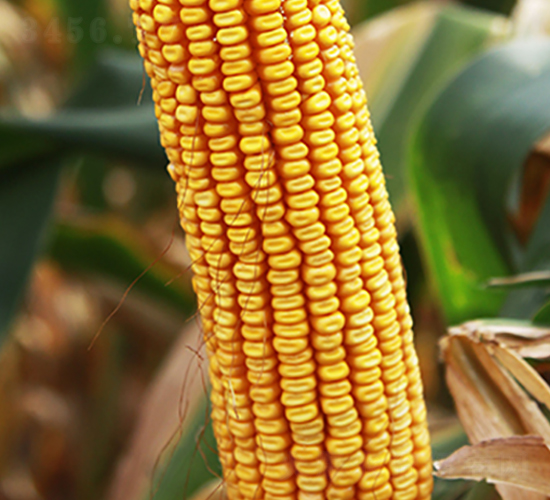 ��1001-���׷N��-���r(n��ng)�N�I(y��)