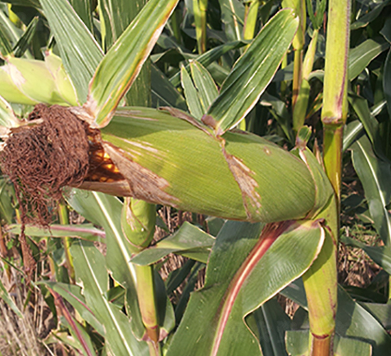 晉單73號(hào)-玉米種子-德農(nóng)種業(yè)