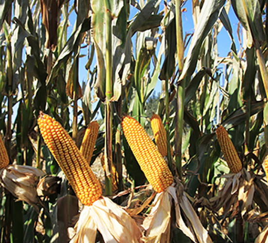 德單1266-玉米種子-德農(nóng)種業(yè)