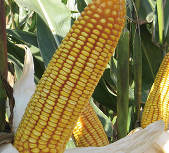 德玉18-玉米種子-德農種業(yè)
