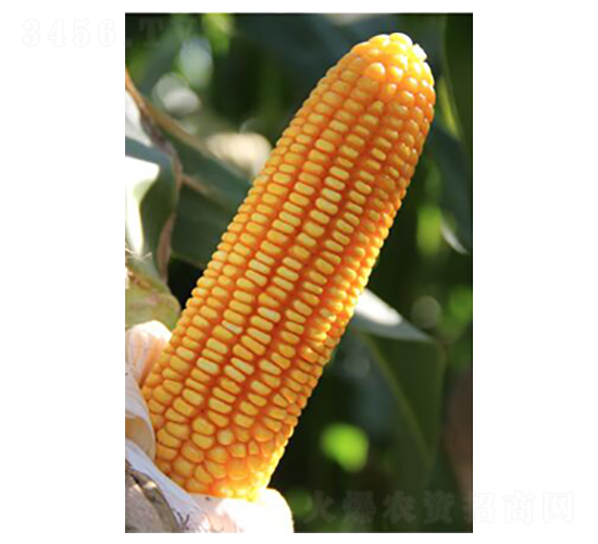 ��5̖-���׷N��-���r(n��ng)�N�I(y��)