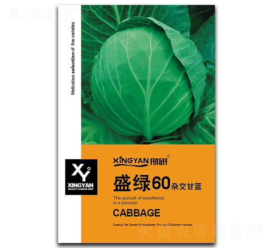 盛綠60-甘藍(lán)種子-邢研種業(yè)