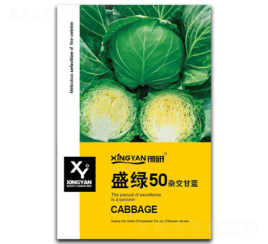 盛綠50-甘藍(lán)種子-邢研種業(yè)