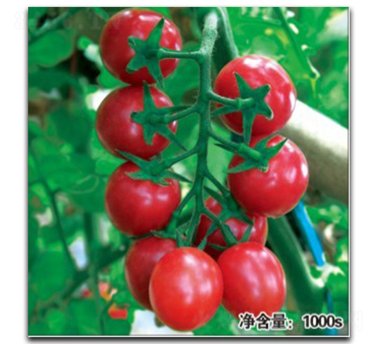 貴妃（HT11051）-番茄種子-徽大農(nóng)業(yè)
