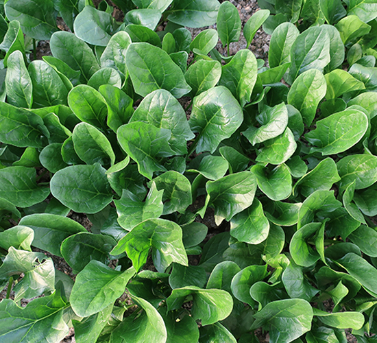 宏明菠菜-菠菜種子-瑞奇種業(yè)