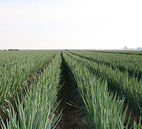 金牌元藏-大蔥種子-瑞奇種業(yè)