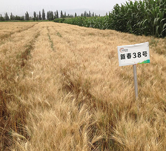 新春38-小麥種子-九圣禾種業(yè)