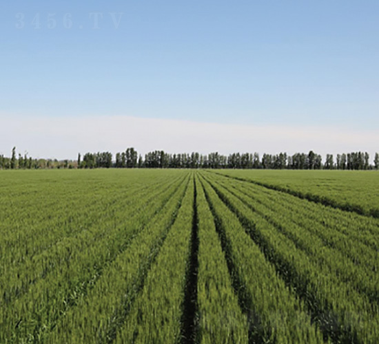 新春20-小麥種子-九圣禾種業(yè)
