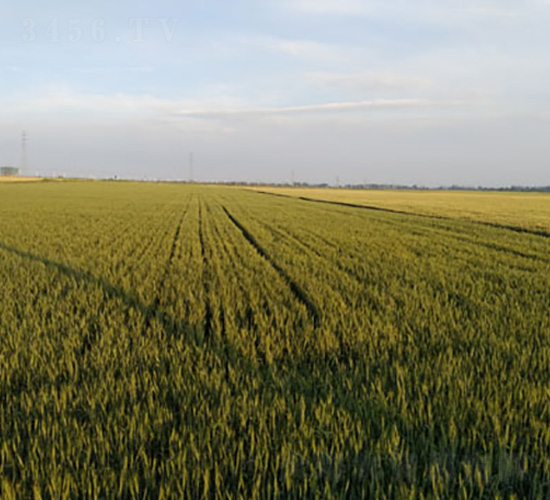 �´�6-С���N��-��ʥ�̷N�I(y��)