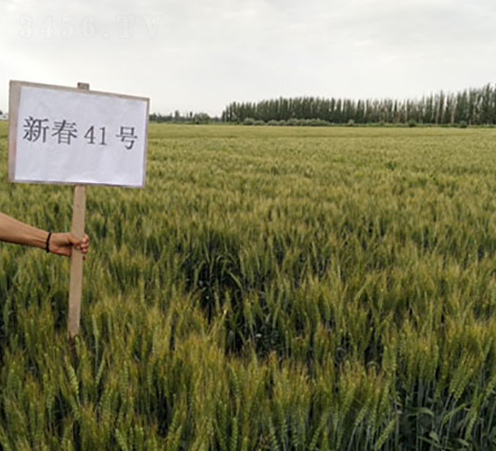 新春41號-小麥種子-九圣禾種業(yè)