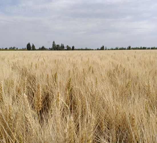 �´�43̖-С���N��-��ʥ�̷N�I(y��)