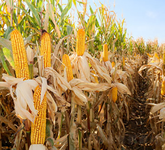 ����M03-���׷N��-��ʥ�̷N�I(y��)