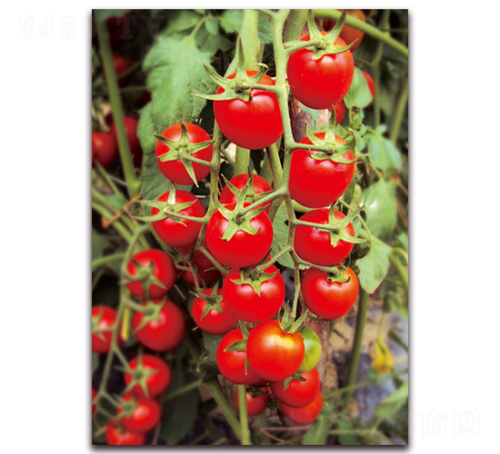 �t�ѷ��ѣ�501��-���ѷN��-�����r(n��ng)