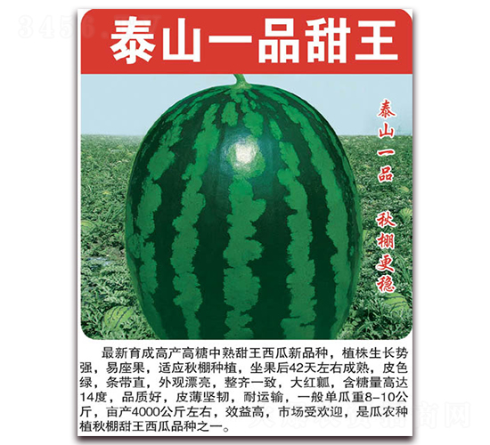 泰山一品甜王-西瓜種子-美好種苗