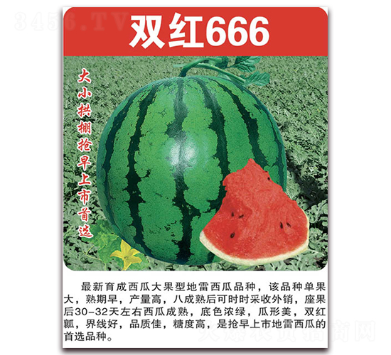 雙紅666-西瓜種子-美好種苗