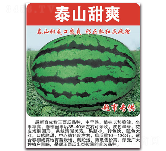 泰山甜爽-西瓜種子-美好種苗