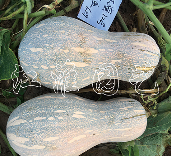 ����12̖(h��o)-�ϹϷN��-�����@ˇ