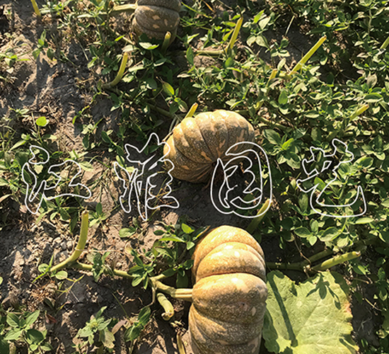 �P��216-�ϹϷN��-�����@ˇ