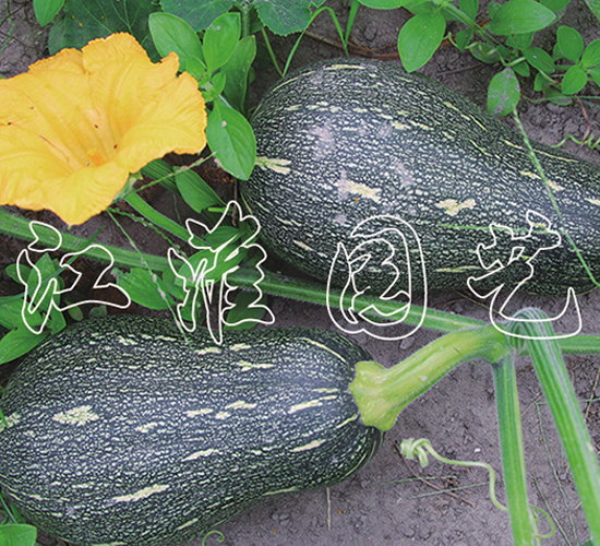 ����QQ-�ϹϷN��-�����@ˇ